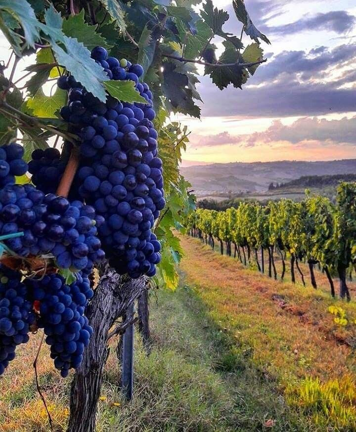 적포도: 레스베라트롤 효능으로 건강 혜택과 심장 보호 1 레스베라트롤-효능-적포도-와인