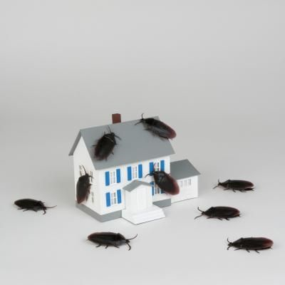 해충-퇴치제