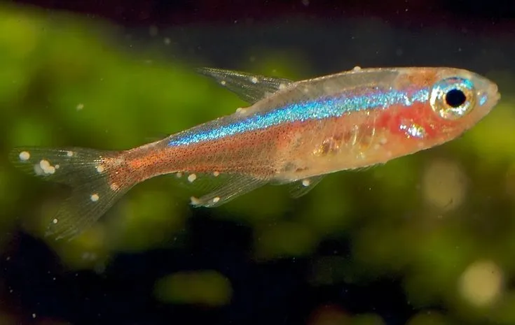 구피 백점병 완전 정복: 증상부터 치료까지 알아보기 1 구피-백점병