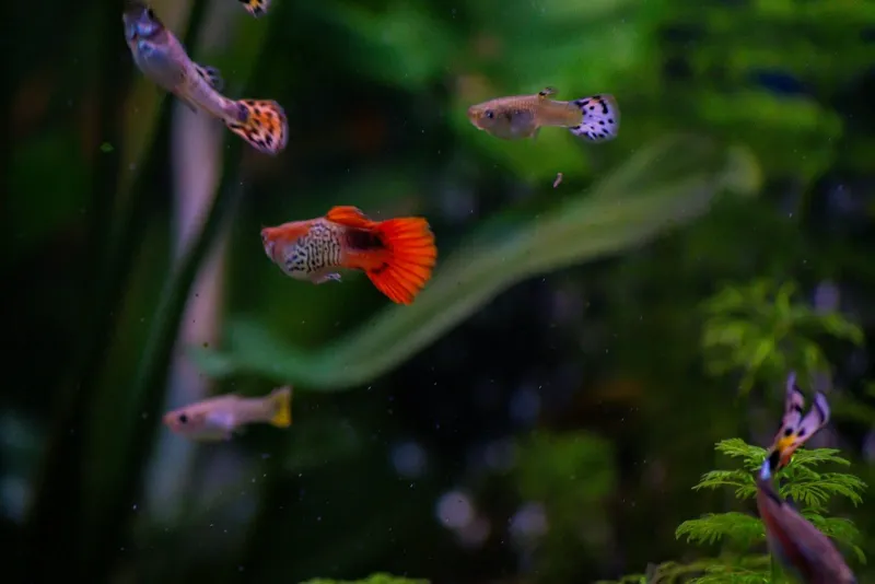 구피 어항 셋업 A to Z: 초보자를 위한 실전 가이드 2 구피-어항-셋업-구피-입양