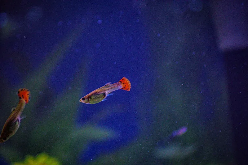 구피 어항 셋업 A to Z: 초보자를 위한 실전 가이드 4 구피-어항-셋업-구피-입양