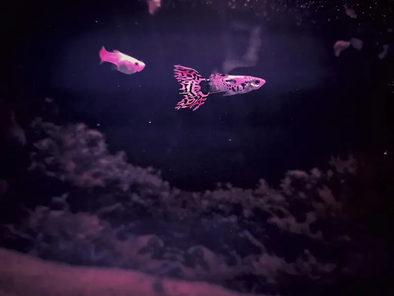 구피 어항 셋업 A to Z: 초보자를 위한 실전 가이드 1 구피-어항-셋업-구피-입양