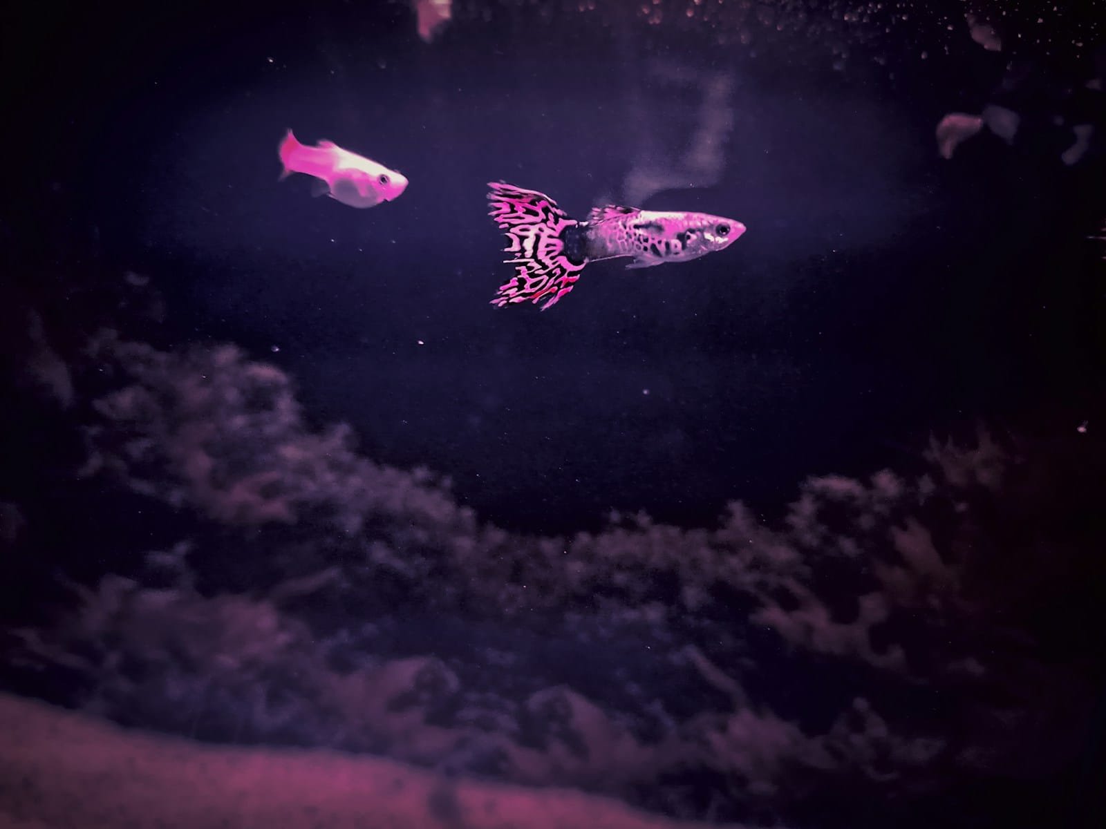 구피 어항 셋업 A to Z: 초보자를 위한 실전 가이드 구피 어항 셋업 A to Z: 초보자를 위한 실전 가이드