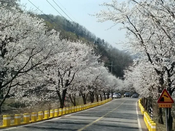 경기도 드라이브 코스 추천: 애인과 함께 떠나는 낭만 여행 5선 (2025년 최신판) 2 팔당 벗꽃길
