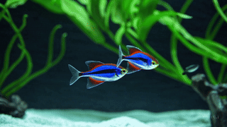 열대어 키우기 초기비용: 초기 투자와 관리비 분석으로 알아보는 합리적인 취미 3 네온테트라-어항모습