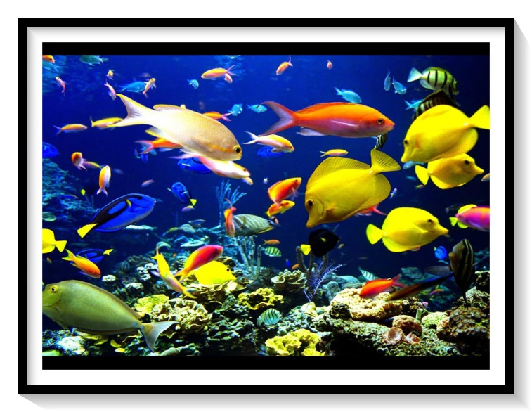 열대어 키우기 초기비용: 초기 투자와 관리비 분석으로 알아보는 합리적인 취미 2 열대어-사진